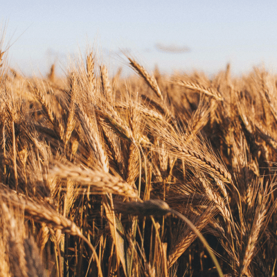 Trade & Commodities